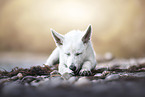Berger Blanc Suisse