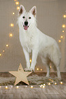 White Swiss Shepherd Dog in christmas decoration