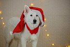 White Swiss Shepherd Dog in christmas decoration