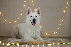 White Swiss Shepherd Dog in christmas decoration