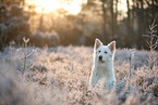 Berger Blanc Suisse