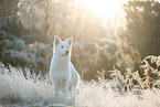 Berger Blanc Suisse