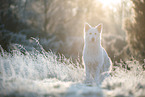 Berger Blanc Suisse