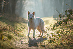 Berger Blanc Suisse