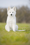 Berger Blanc Suisse