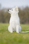 Berger Blanc Suisse