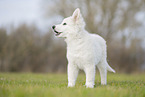 Berger Blanc Suisse