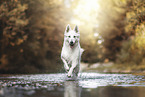 Berger Blanc Suisse