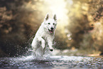 Berger Blanc Suisse
