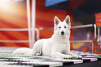 Berger Blanc Suisse
