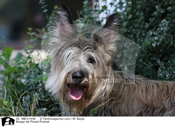 Berger de Picard Portrait / MB-01448
