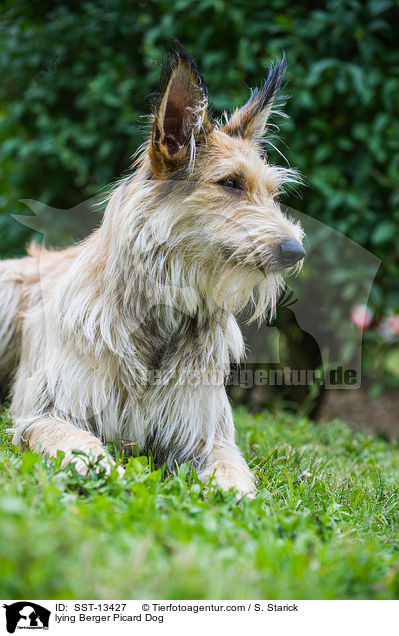 liegender Berger Picard / lying Berger Picard Dog / SST-13427