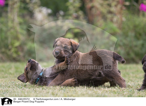 Berger Picard Dog Puppies / AM-05572