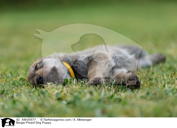 Berger Picard Dog Puppy / AM-05577