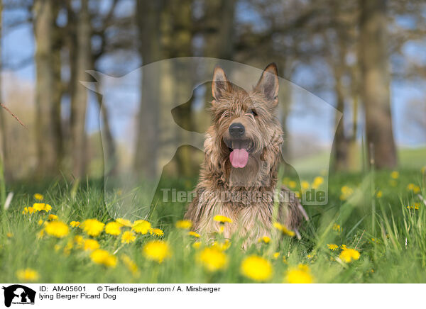 liegender Berger Picard / lying Berger Picard Dog / AM-05601