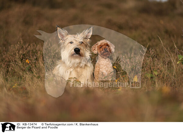 Berger de Picard und Pudel / Berger de Picard and Poodle / KB-13474