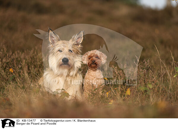 Berger de Picard und Pudel / Berger de Picard and Poodle / KB-13477