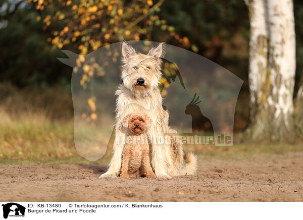 Berger de Picard und Pudel / Berger de Picard and Poodle / KB-13480