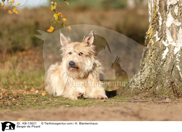 Berger de Picard / Berger de Picard / KB-13621