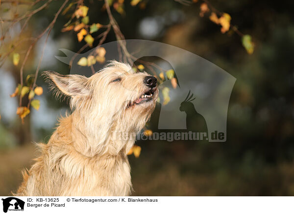 Berger de Picard / Berger de Picard / KB-13625