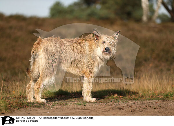 Berger de Picard / Berger de Picard / KB-13626