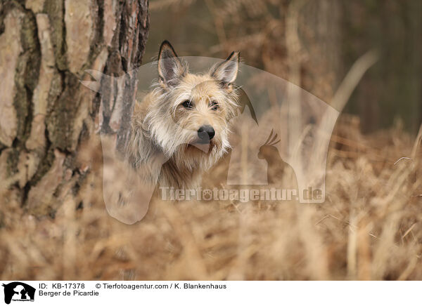 Berger de Picardie / Berger de Picardie / KB-17378