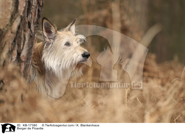 Berger de Picardie / Berger de Picardie / KB-17380