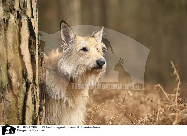 Berger de Picardie / Berger de Picardie / KB-17382