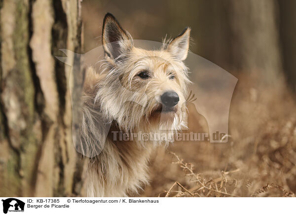 Berger de Picardie / Berger de Picardie / KB-17385
