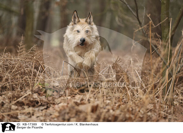 Berger de Picardie / Berger de Picardie / KB-17389