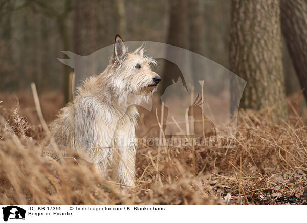 Berger de Picardie / Berger de Picardie / KB-17395