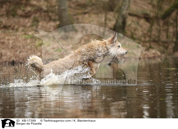 Berger de Picardie / Berger de Picardie / KB-17399
