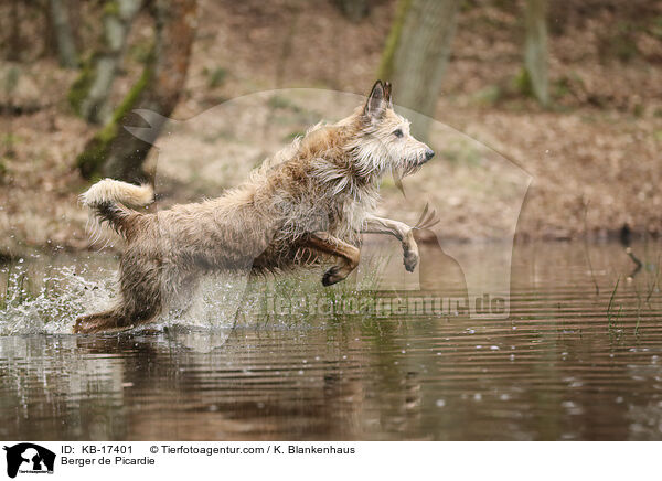Berger de Picardie / Berger de Picardie / KB-17401