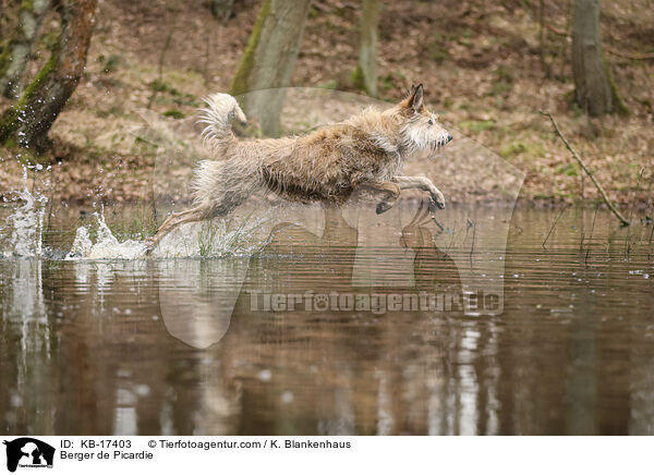 Berger de Picardie / Berger de Picardie / KB-17403