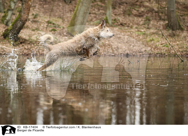 Berger de Picardie / Berger de Picardie / KB-17404