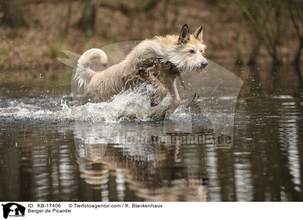 Berger de Picardie / Berger de Picardie / KB-17406
