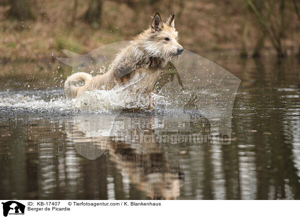 Berger de Picardie / Berger de Picardie / KB-17407