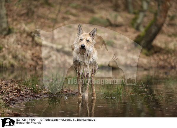 Berger de Picardie / Berger de Picardie / KB-17409