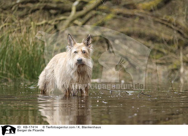 Berger de Picardie / Berger de Picardie / KB-17414
