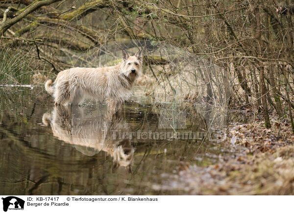 Berger de Picardie / Berger de Picardie / KB-17417