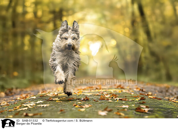 Berger de Picardie / Berger de Picardie / SAB-01332