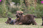 Berger Picard Dog Puppies