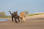2 Berger Picard Dogs