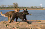 2 Berger Picard Dogs