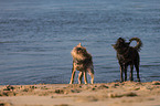 2 Berger Picard Dogs