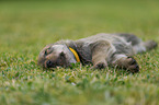 sleeping Berger Picard Dog Puppy