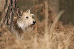 Berger de Picardie