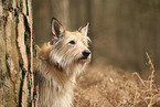 Berger de Picardie