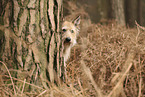 Berger de Picardie