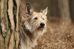 Berger de Picardie